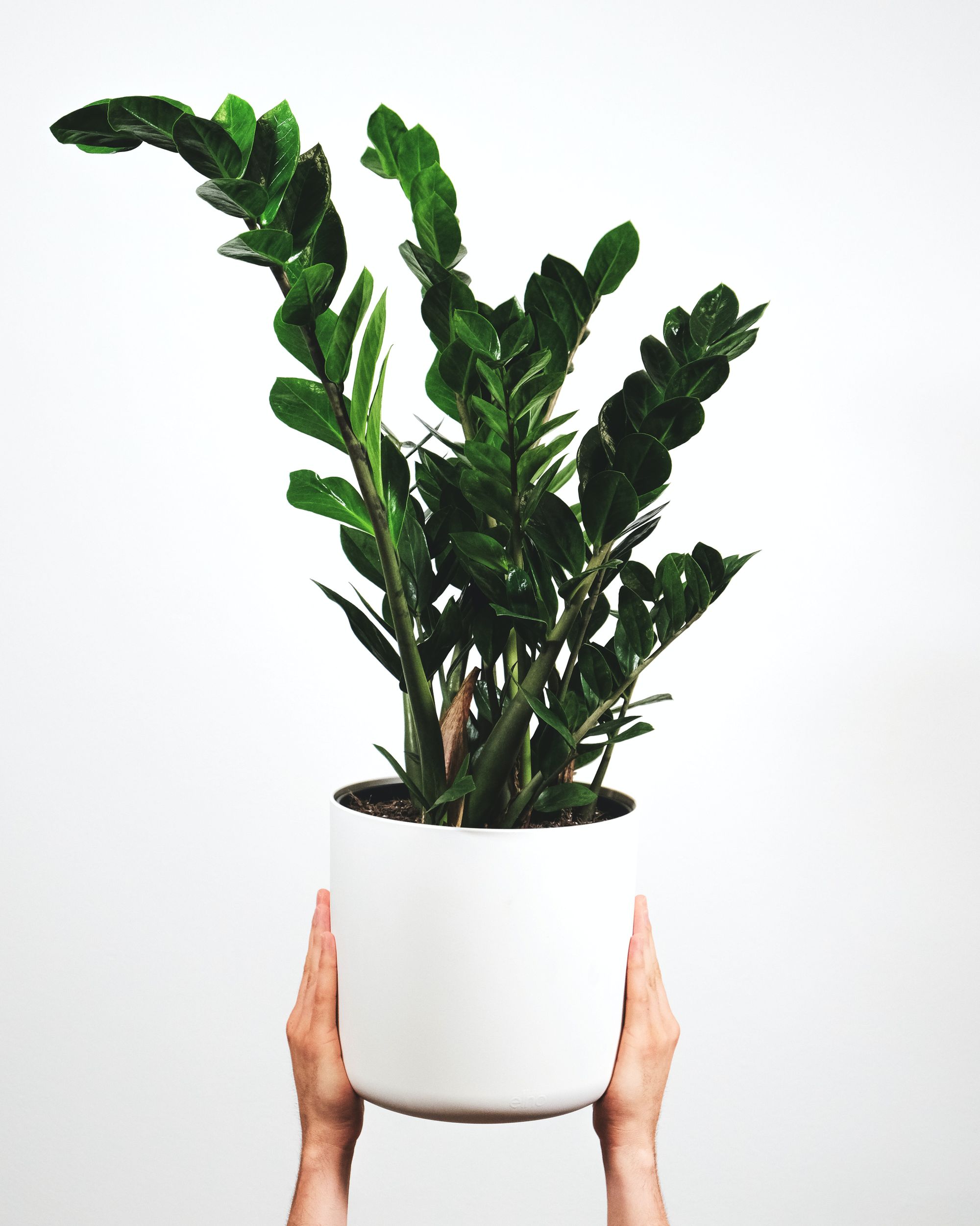 Plants for Office With No Windows