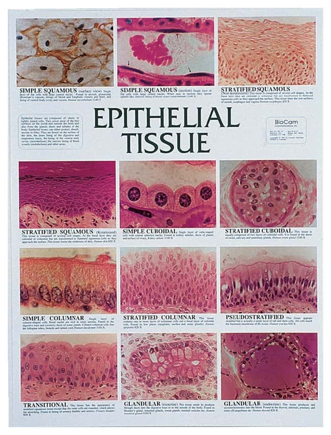 Epithelial Tissue